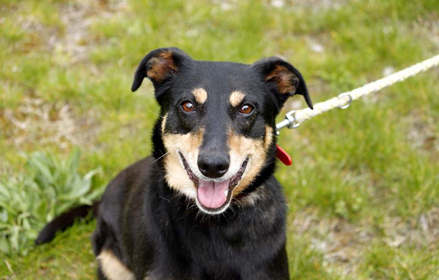 Hund-Bluna-glücklich-vermittelt Zuhause gefunden - Tierschutzliga Dorf