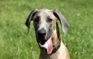 Hund Charly glücklich vermittelt