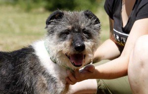 Hund Freddy glücklich vermittelt