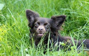 Hund Jane liegt im gras vermittelt