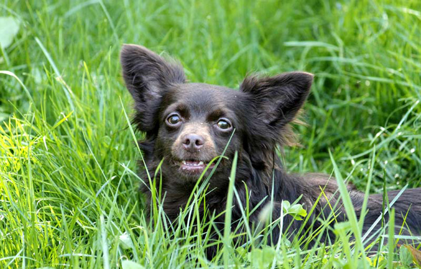 Hund-Jane-liegt-im-gras-vermittelt Zuhause gefunden - Tierschutzliga Dorf