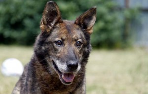 Hund Jara glücklich vermittelt