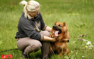 Hund-Knut-liegt-neben-frau-im-gras-320x202 Spendenaktion in Cottbus mit Straßenmusik