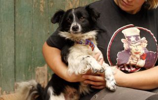 Hund Latek glücklich vermittelt