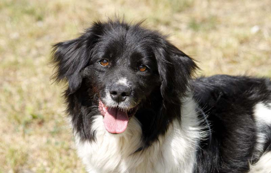 Hund-Leo-glücklich-vermittelt Zuhause gefunden - Tierschutzliga Dorf