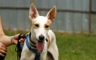 Hund Lionel glücklich vermittelt