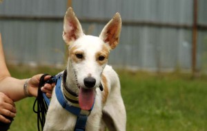 Hund Lionel glücklich vermittelt