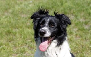 Hund Lucky glücklich vermittelt