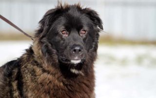 Hund Malik glücklich vermittelt