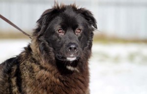 Hund Malik glücklich vermittelt