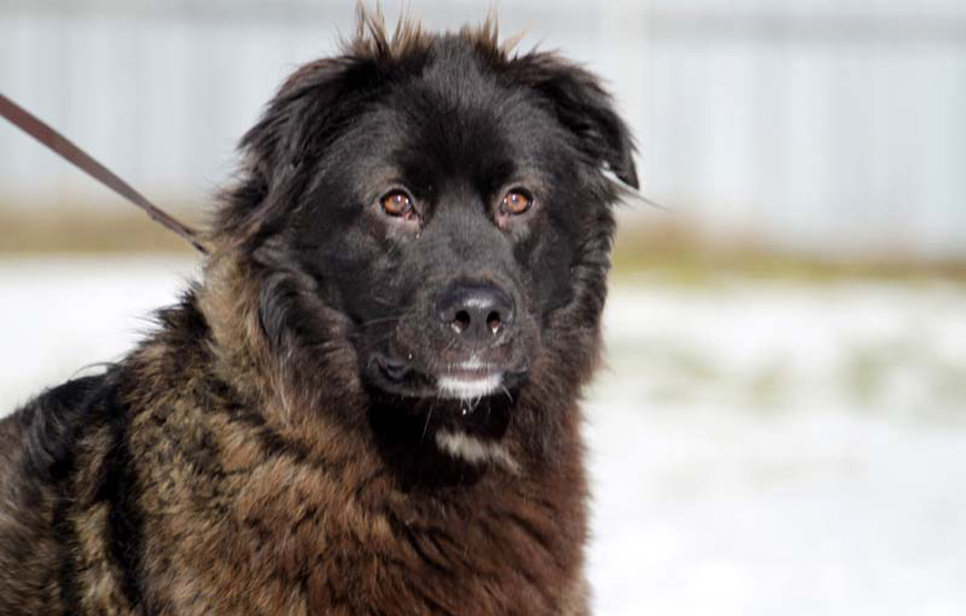 Hund-Malik-glücklich-vermittelt Zuhause gefunden - Tierschutzliga Dorf