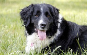 Hund Mila liegt im gras vermittelt