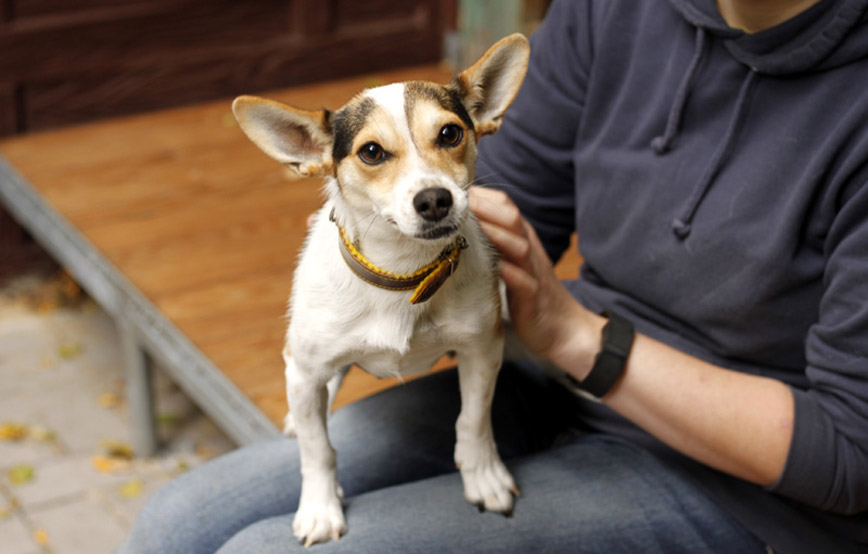 Hund-Nela-auf-dem-schoß-von-frau-glücklich-vermittelt Zuhause gefunden - Tierschutzliga Dorf