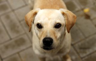 Hund Rico glücklich vermittelt