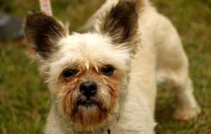 Hund Sammy glücklich vermittelt