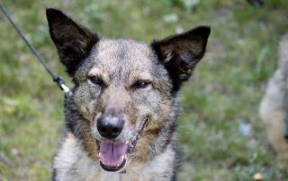 Hund Senta glücklich vermittelt