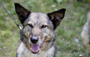 Hund Senta glücklich vermittelt