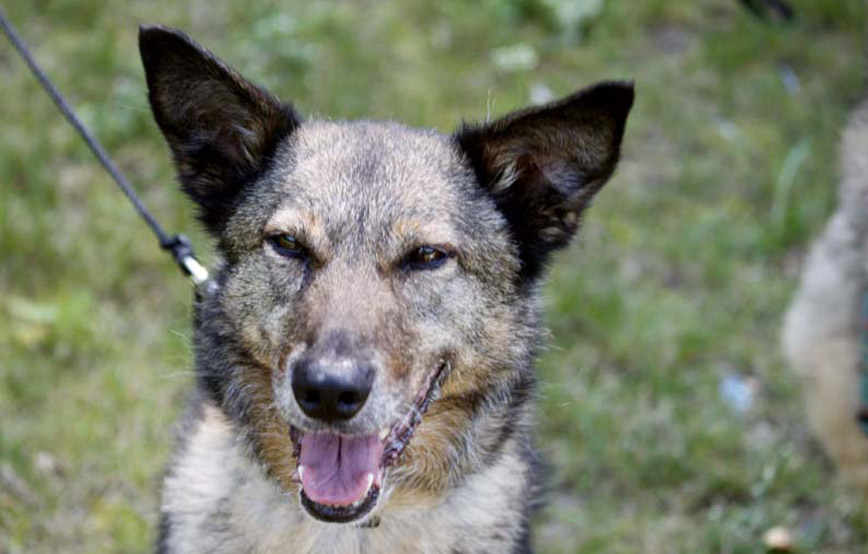 Hund-Senta-glücklich-vermittelt Zuhause gefunden - Tierschutzliga Dorf