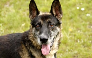 Hund Silver glücklich vermittelt