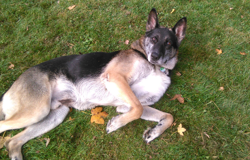 Hund-Silver-liegt-im-gras-und-will-spielen Silver - schnell eingewöhnt im neuen Zuhause