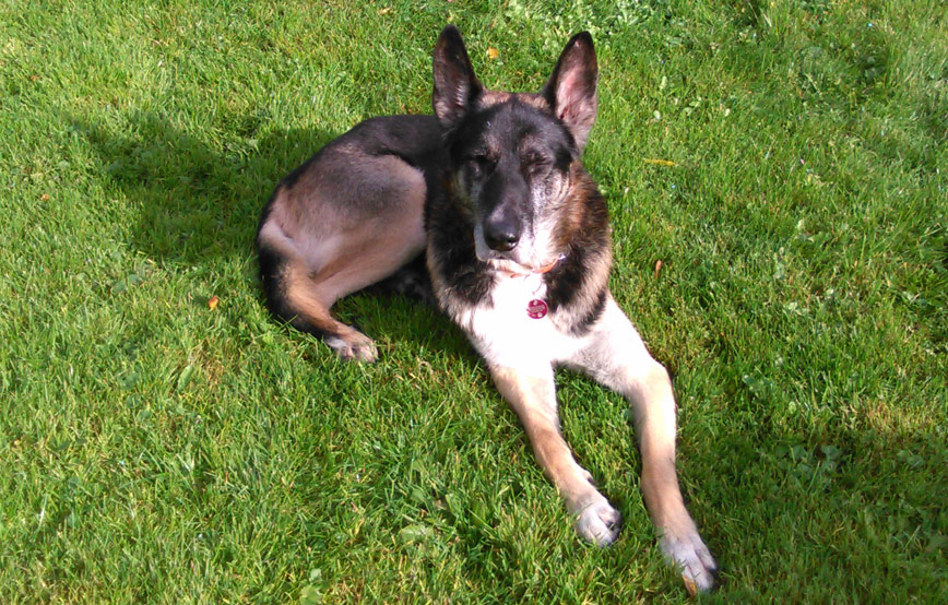 Hund-Silver-liegt-im-gras Katze Lissi, ehemals Mary, fühlt sich wohl