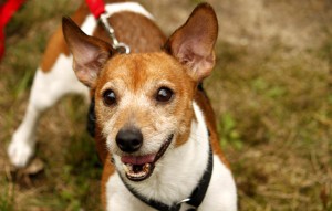 Hund Snoopy mit roter leine glücklich vermittelt