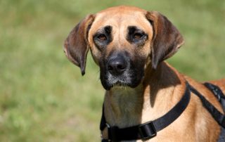 Hund Stevie glücklich vermittelt