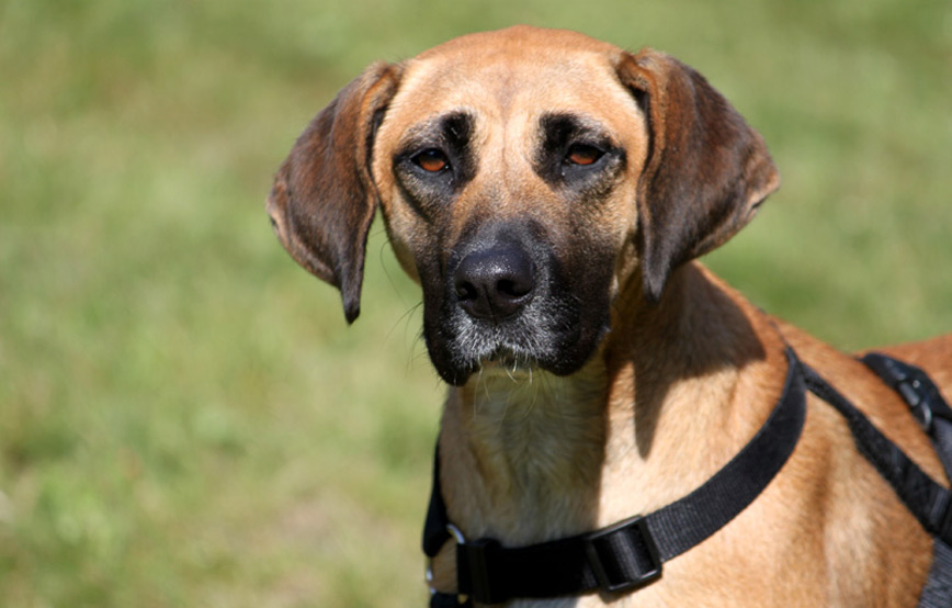 Hund-Stevie-glücklich-vermittelt Zuhause gefunden - Tierschutzliga Dorf