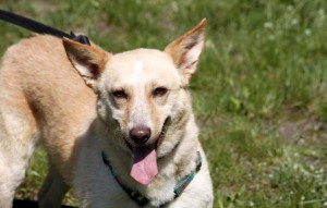 Hund Zooki glücklich vermittelt