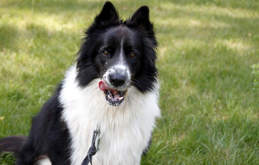 Hund-pablo-glücklich-vermittelt Zuhause gefunden - Tierschutzliga Dorf