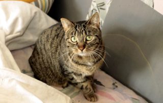 Katze Bibi glücklich vermittelt