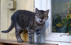 Katze Karla auf der fensterbank