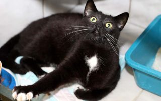 Katze Linus glücklich vermittelt