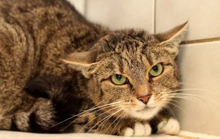 Katze Luna glücklich vermittelt