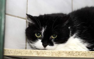 Katze Maxi glücklich vermittelt