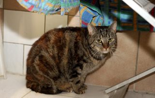 Katze Milla glücklich vermittelt