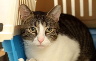 Katze Puschel glücklich vermittelt