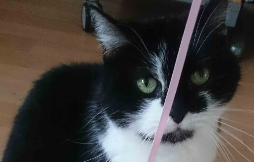 Katze-mit-einem-pinken-faden Tyson hat schon ein paar Freundinnen