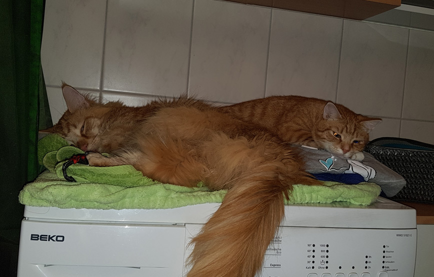 Katzen-Odin-und-Nemo-schlafen-auf-der-waschmaschine Klein Nemo - ehemals Siggi