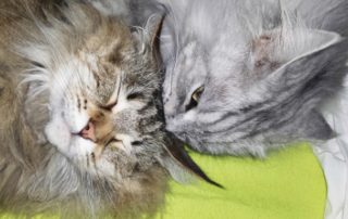 beitragsbild katzen einzelgänger