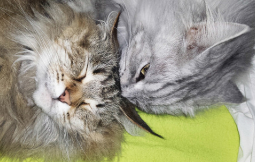 beitragsbild katzen einzelgänger