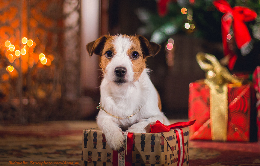 beitragsbild-patenschaft-weihnachten-tier-freude Ein neuer Hundetrakt für Bückeburg