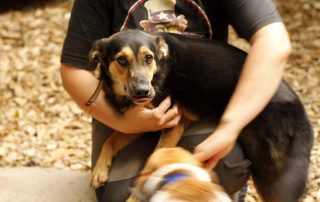 hund balto im arm glücklich vermittelt