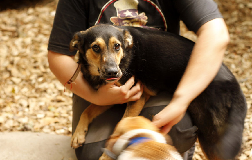 hund-balto-im-arm-glücklich-vermittelt Zuhause gefunden - Tierschutzliga Dorf