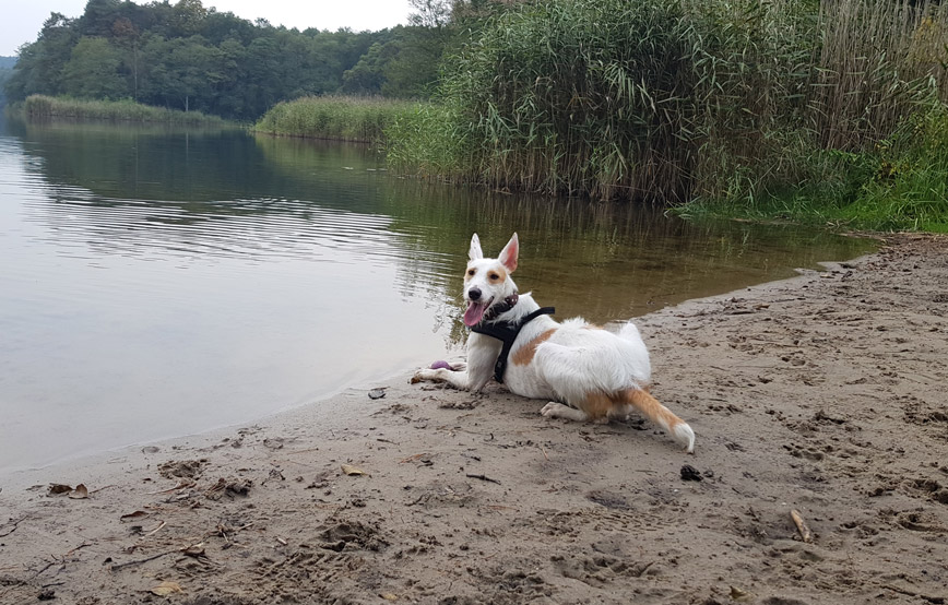 hund-liegt-am-wasser-im-sand Brösel der Dritte