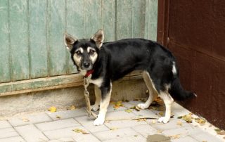 schwarzer hund gapa glücklich vermittelt