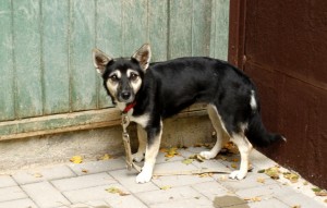 schwarzer hund gapa glücklich vermittelt