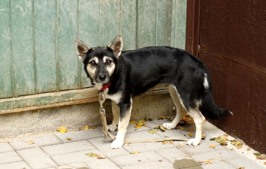 schwarzer-hund-gapa-glücklich-vermittelt Zuhause gefunden - Tierschutzliga Dorf