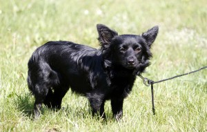 schwarzer hund tarzan im gras vermittelt