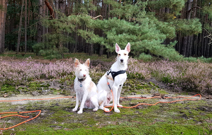 zwei-weisse-hunde-an-einer-schleppleine Brösel der Dritte